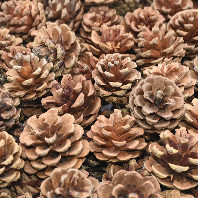 Natural Pine Cones Bulk