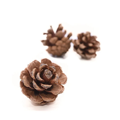 Natural Pine Cones Bulk