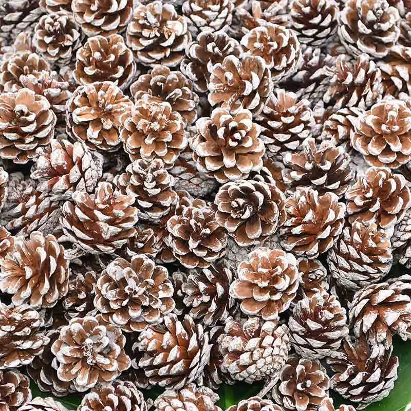 Natural Pine Cones Bulk